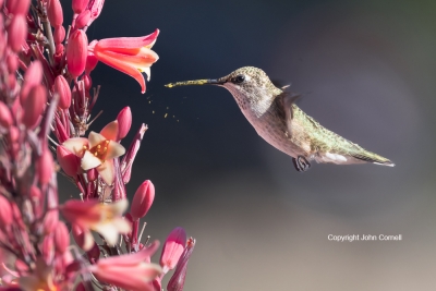 Archilochus-alexandri;Black-chinned-Hummingbird;Female;Flying-Bird;Forage;Hummin
